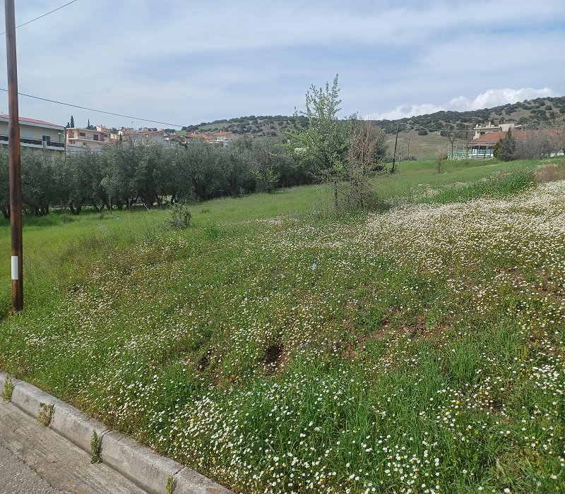 ΟΙΚΟΠΕΔΟ  541Τ.Μ ΣΤΑ ΡΕΒΕΝΙΑ ΛΑΜΙΑΣ,  ΤΙΜΗ 80.000 ΕΥΡΩ !!!